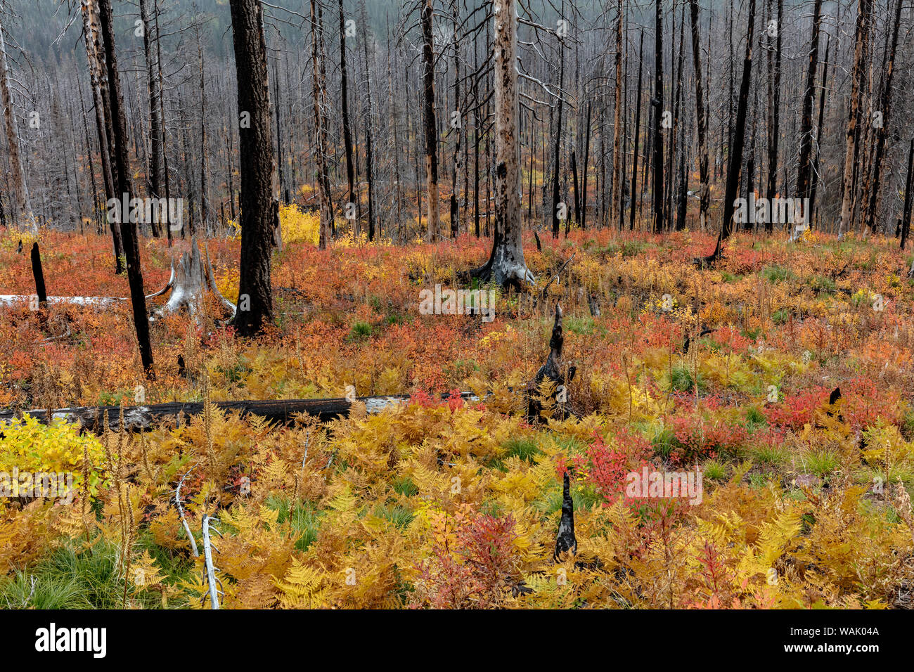 La couverture du sol d'automne dans la zone au-dessus du lac Sainte-marie dans le Glacier National Park, Montana, USA Banque D'Images