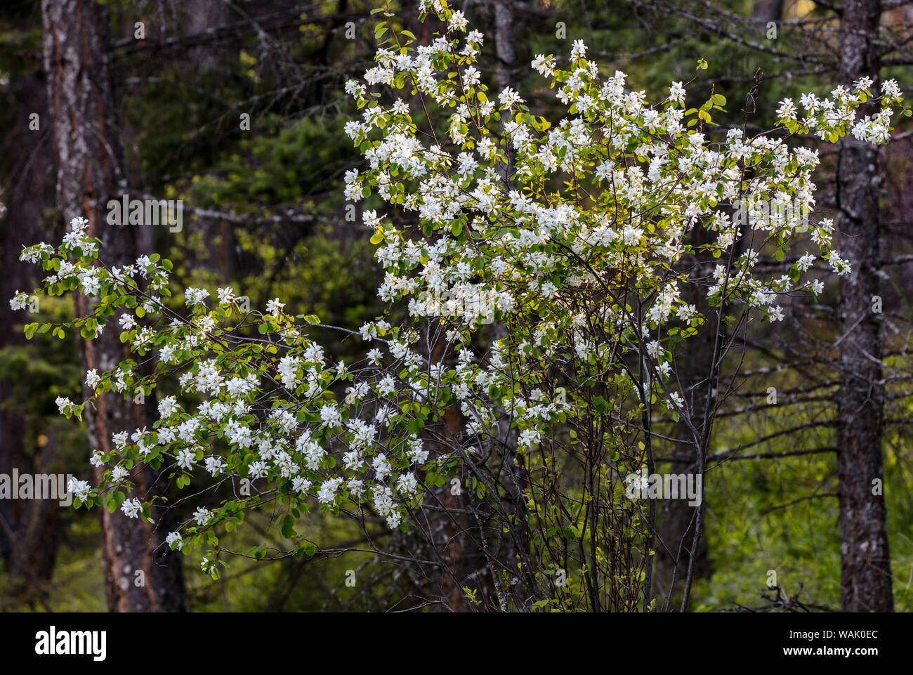 L'amélanchier l'Ouest au printemps fleurissent à West Shore State Park près de Lakeside, Montana, USA Banque D'Images