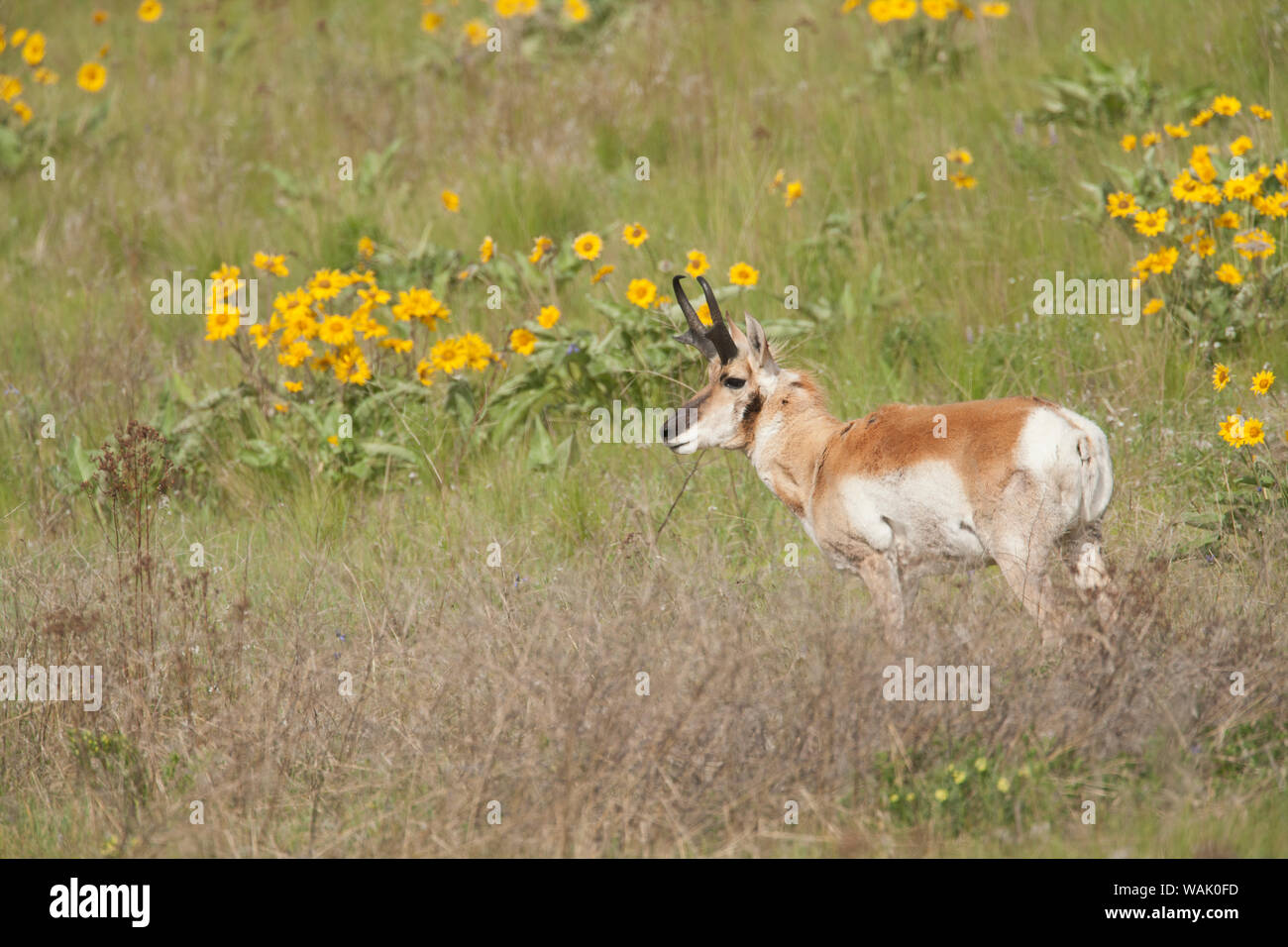 National Bison Range, Montana, USA. L'antilocapre buck debout dans un champ de fleurs sauvages balsamorhize à feuilles de flèche. Banque D'Images