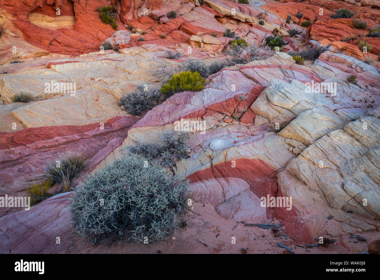 USA, Nevada, Overton, Vallée de Feu de stationnement. Formations rocheuses multicolores. En tant que crédit : Jay O'Brien / Jaynes Gallery / DanitaDelimont.com Banque D'Images