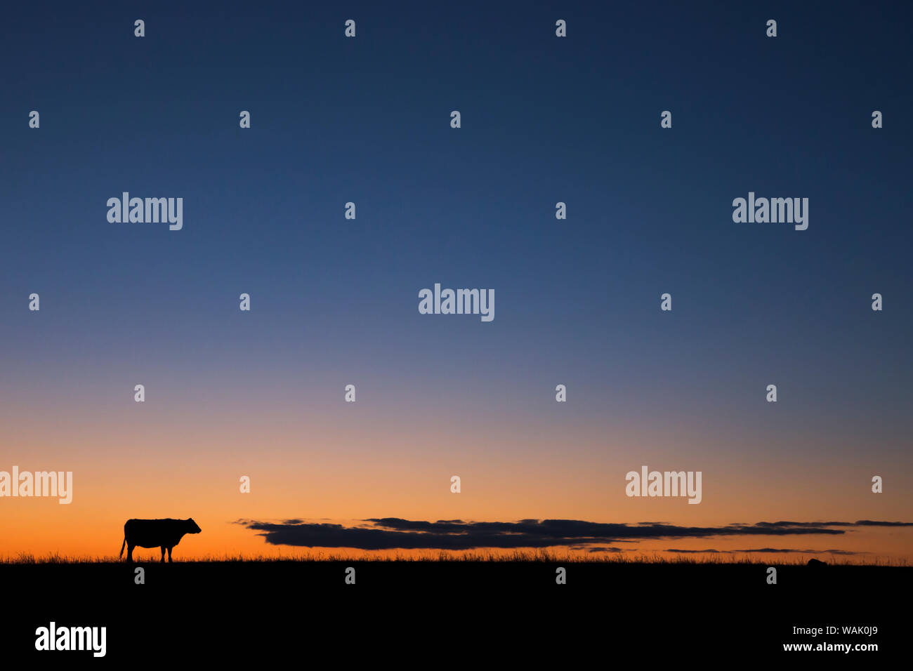 USA, Burchard, Nebraska. Vache au coucher du soleil. Banque D'Images