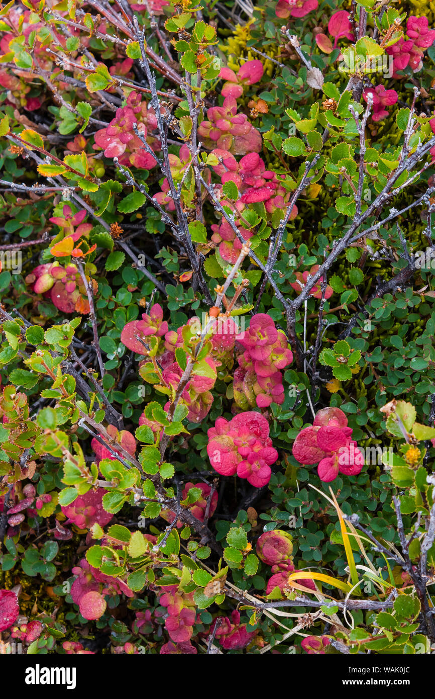 Le Groenland, Eqip Sermia. Le bouleau glanduleux et d'autres plantes de la toundra. Banque D'Images