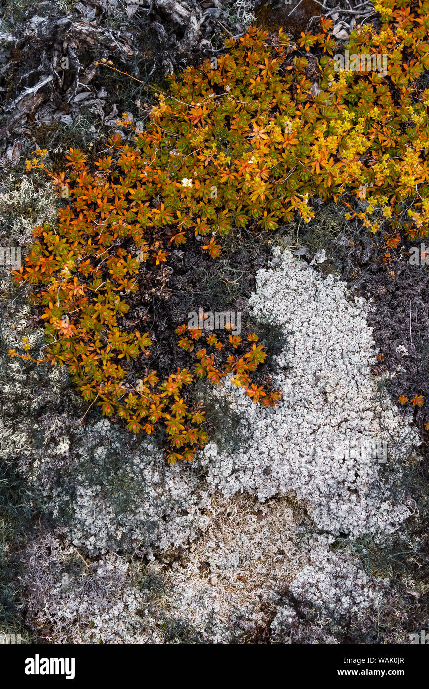 Le Groenland, Eqip Sermia. Saxifrage irlandais et lichen épais Banque D'Images