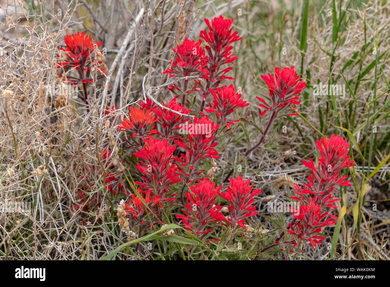 Indian paintbrush dans le Parc National du Grand Bassin, Nevada, USA Banque D'Images