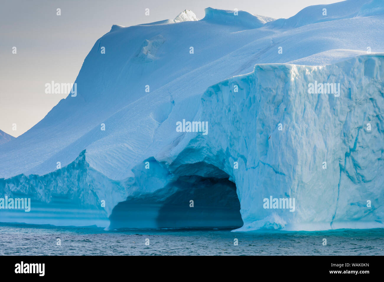 Le Groenland, l'Uummannaq. Iceberg géant près de la ville avec un oiseau volant en face d'elle. Banque D'Images