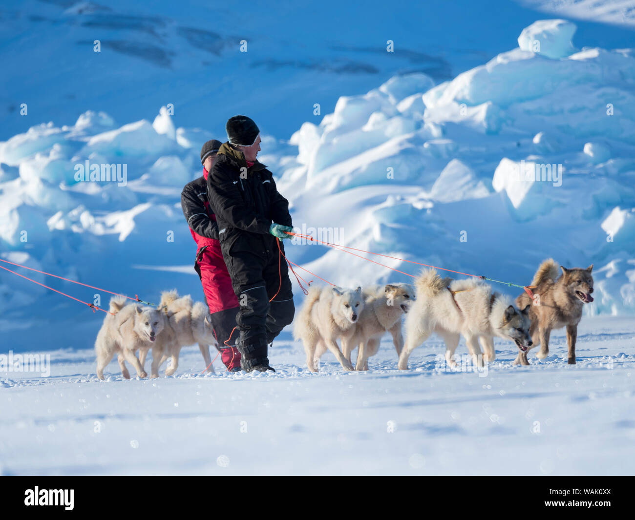 Course de chiens de traîneaux sur le fjord gelé, Saatut près d'Uummannaq. Les attelages s'approchent de la démarrer. Qualification pour le championnat du Groenland en 2018. (Usage éditorial uniquement) Banque D'Images