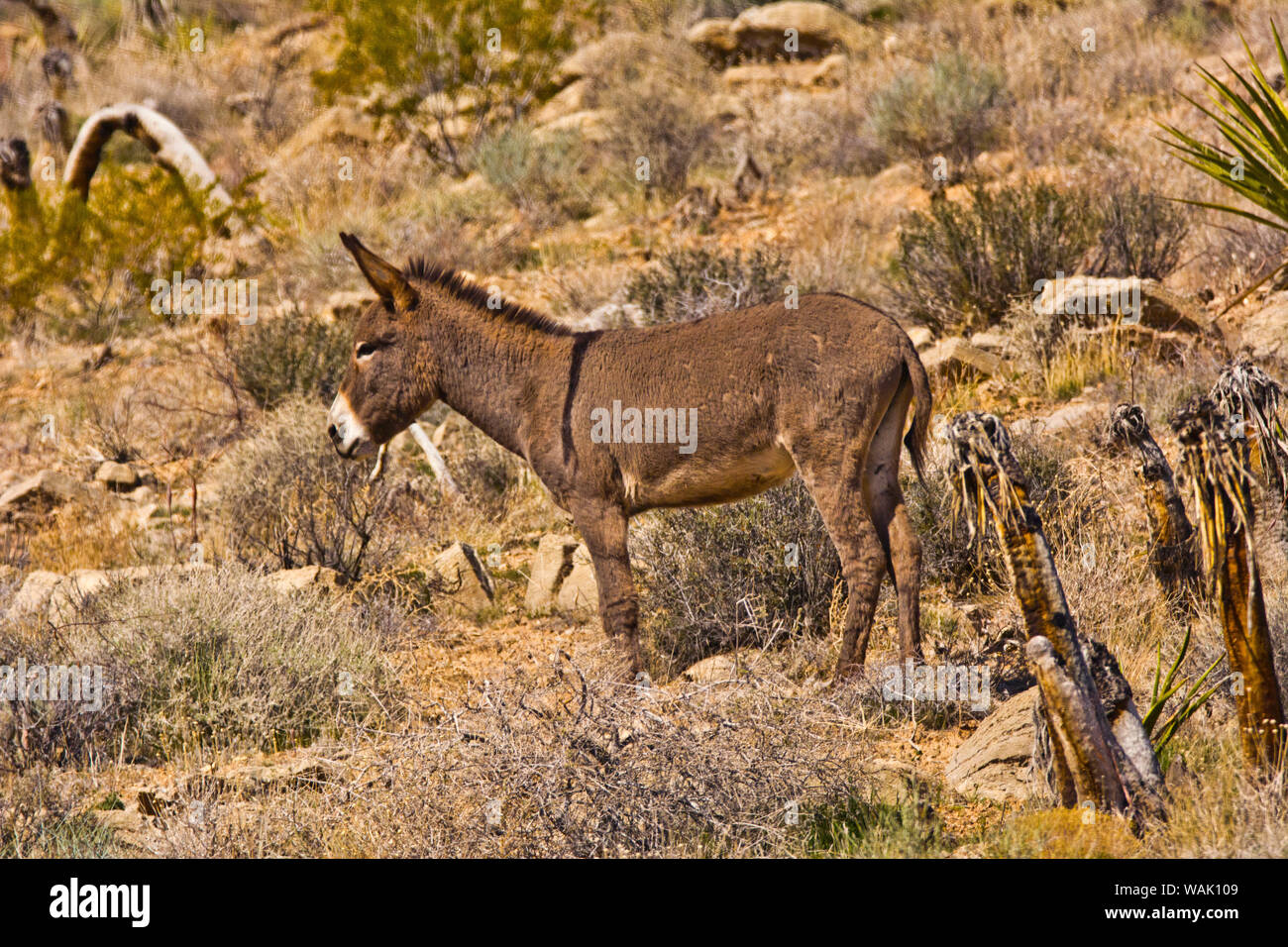 Wild burro debout. Red Rock Canyon, Nevada, USA. Banque D'Images