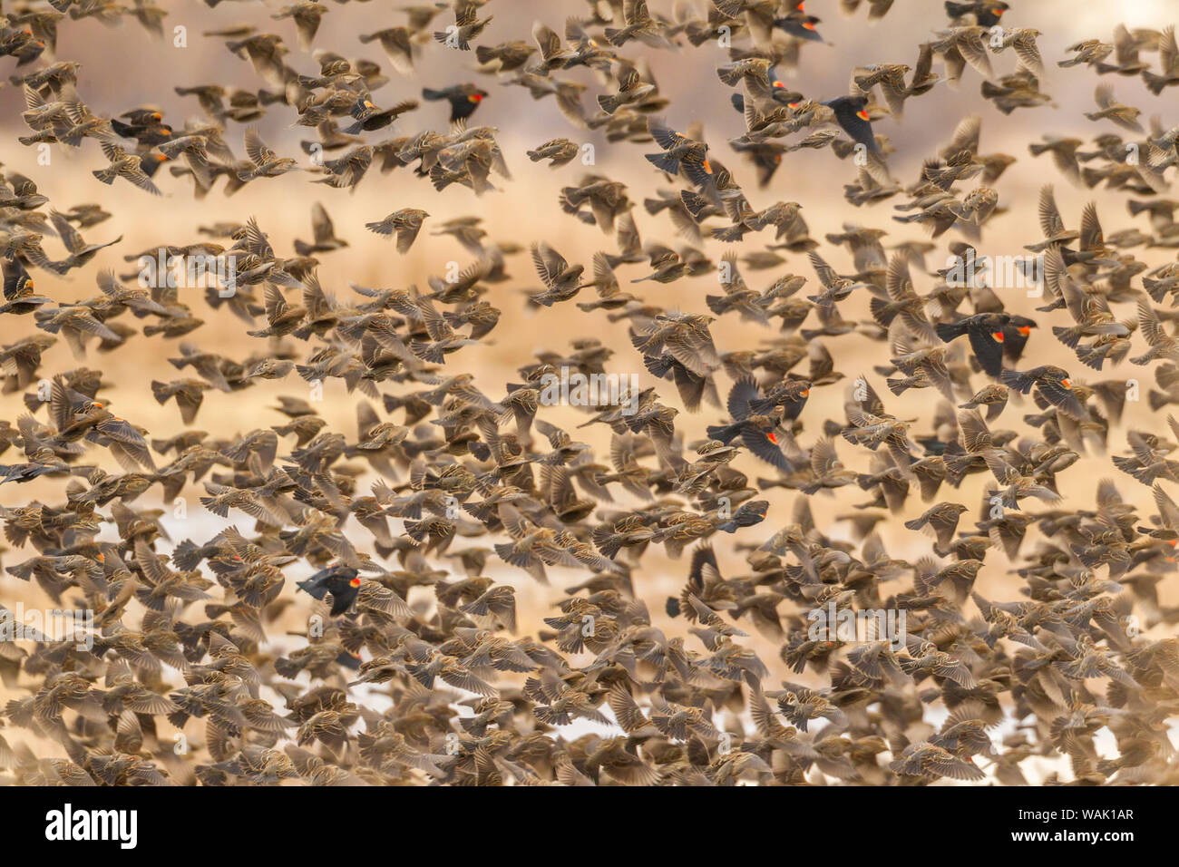 USA, Nouveau Mexique, Bosque del Apache National Wildlife Refuge. Flying flock Blackbird. En tant que crédit : Cathy & Gordon Illg / Jaynes Gallery / DanitaDelimont.com Banque D'Images