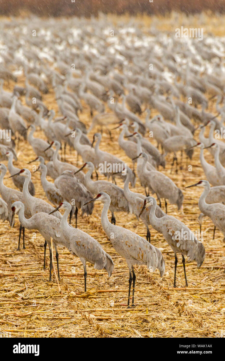 USA, Nouveau Mexique, Bosque del Apache National Wildlife Refuge. Les grues du Canada sur les aires d'alimentation. En tant que crédit : Cathy & Gordon Illg / Jaynes Gallery / DanitaDelimont.com Banque D'Images