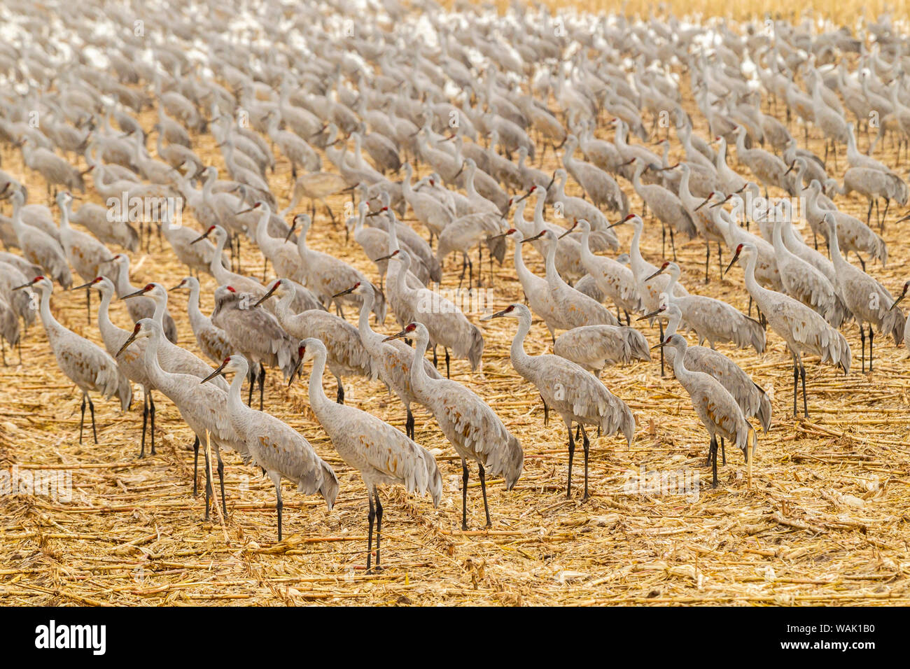 USA, Nouveau Mexique, Bosque del Apache National Wildlife Refuge. Les grues du Canada sur les aires d'alimentation. En tant que crédit : Cathy & Gordon Illg / Jaynes Gallery / DanitaDelimont.com Banque D'Images