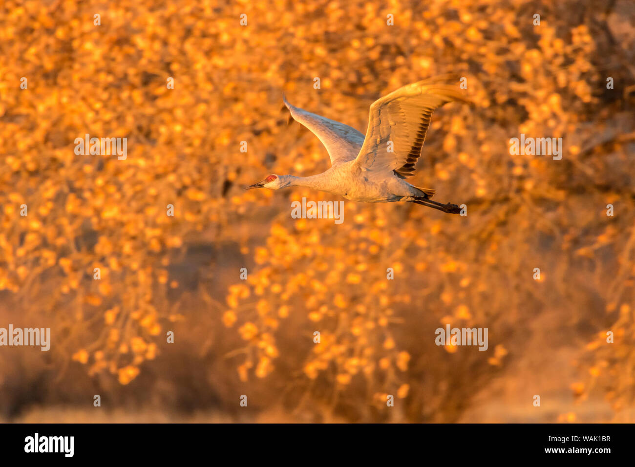 USA, Nouveau Mexique, Bosque del Apache National Wildlife Refuge. La grue du battant. En tant que crédit : Cathy & Gordon Illg / Jaynes Gallery / DanitaDelimont.com Banque D'Images