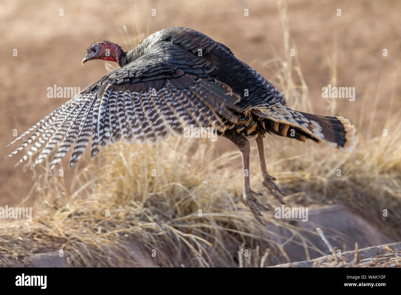 USA, Nouveau Mexique, Bosque del Apache National Wildlife Refuge. Vol de dindons sauvages. En tant que crédit : Cathy & Gordon Illg / Jaynes Gallery / DanitaDelimont.com Banque D'Images