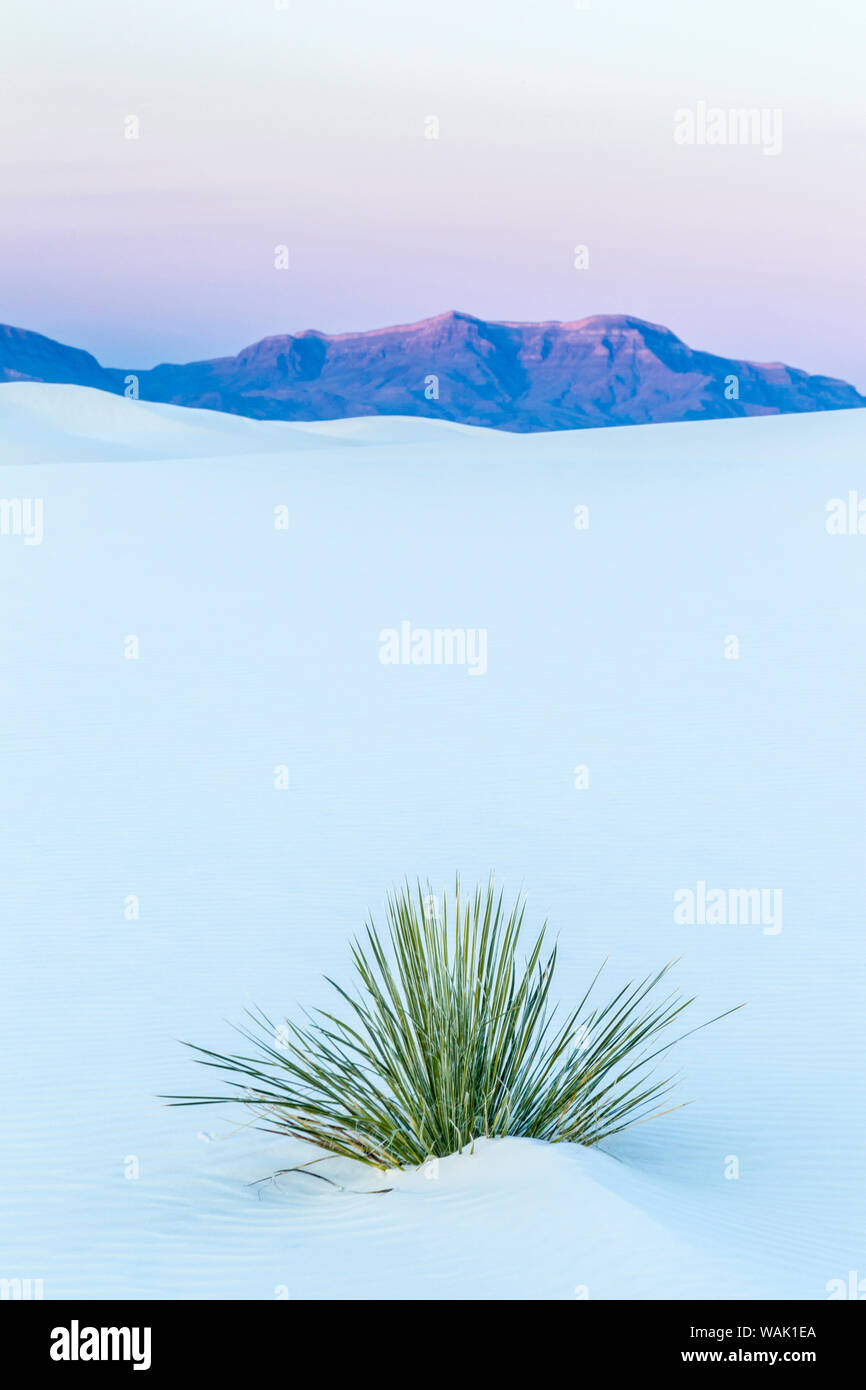 USA, Nouveau Mexique, White Sands National Park. Dunes de sable et plante robuste. En tant que crédit : Cathy & Gordon Illg / Jaynes Gallery / DanitaDelimont.com Banque D'Images