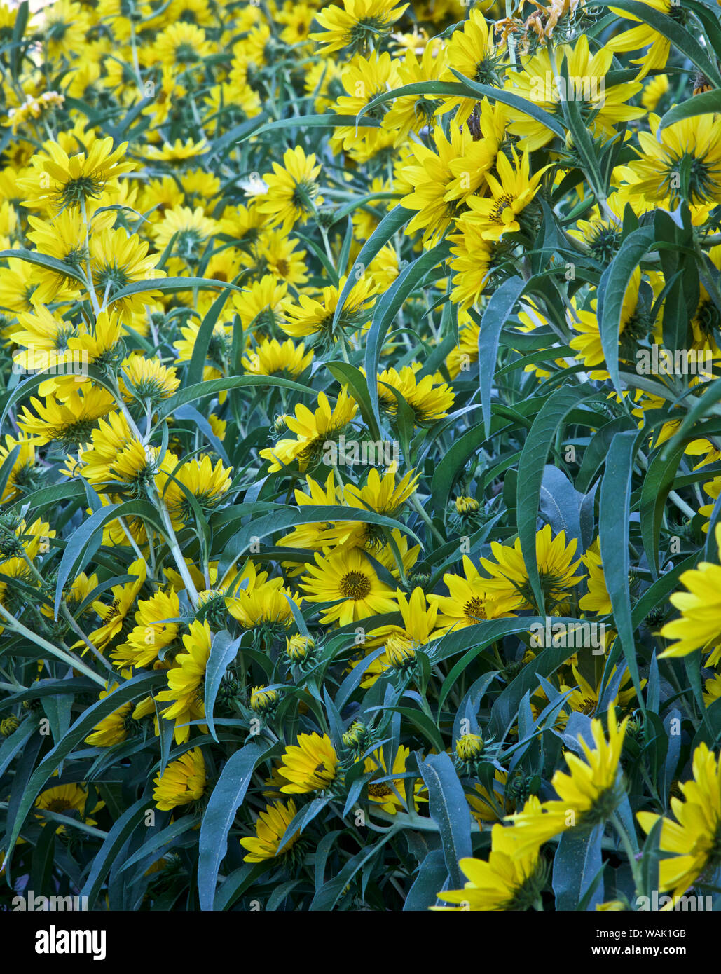 USA, Los Ranchos. Tournesol Maximilian le long de Rio Grande Boulevard Banque D'Images