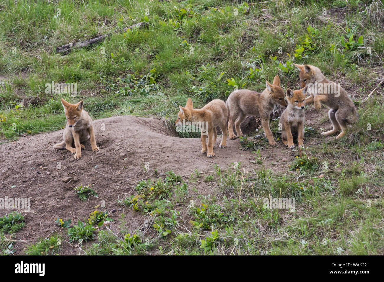 Coyote ludique les petits à den Banque D'Images