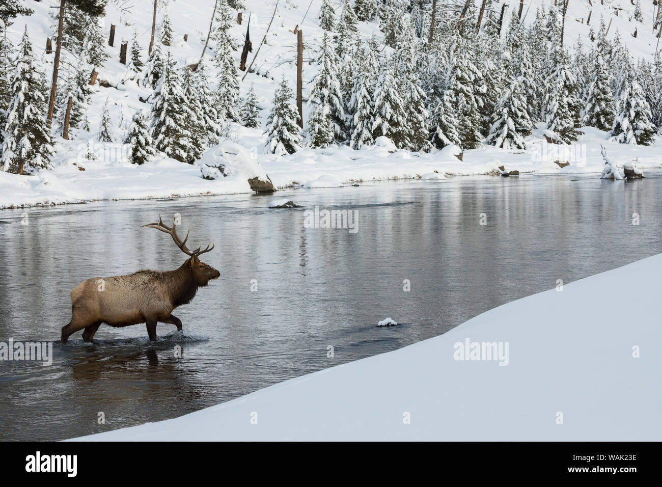 Bull Elk crossing river Banque D'Images