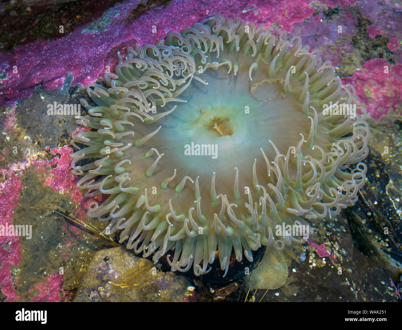 USA, New York, Newport. Anémone de mer dans une pièce de marée. En tant que crédit : Wendy Kaveney Jaynes / Galerie / DanitaDelimont.com Banque D'Images