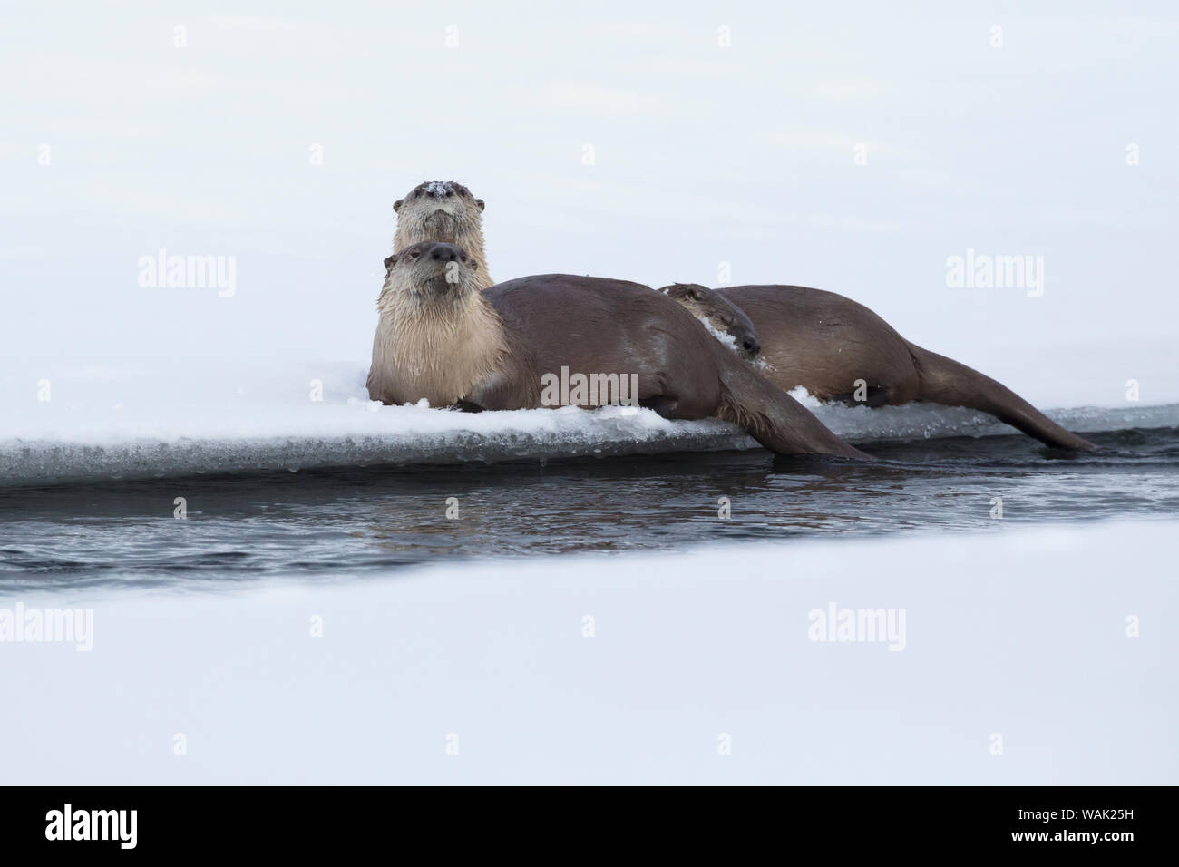 La loutre de rivière se reposant Banque D'Images