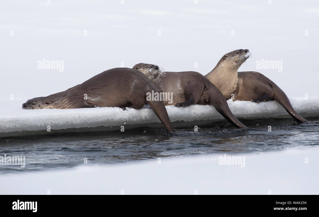 La loutre de rivière en hiver Banque D'Images