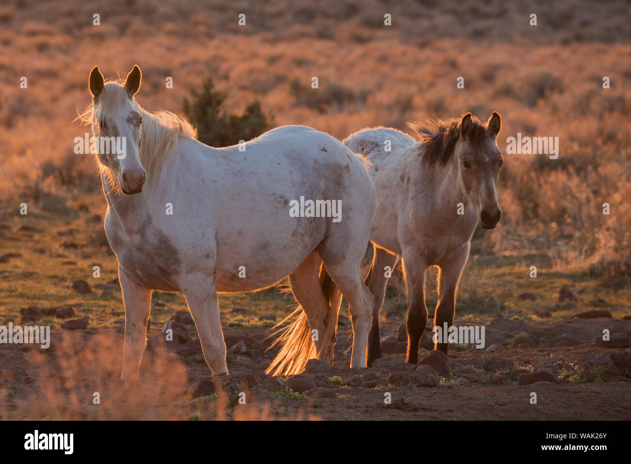 Chevaux sauvages au coucher du soleil Banque D'Images