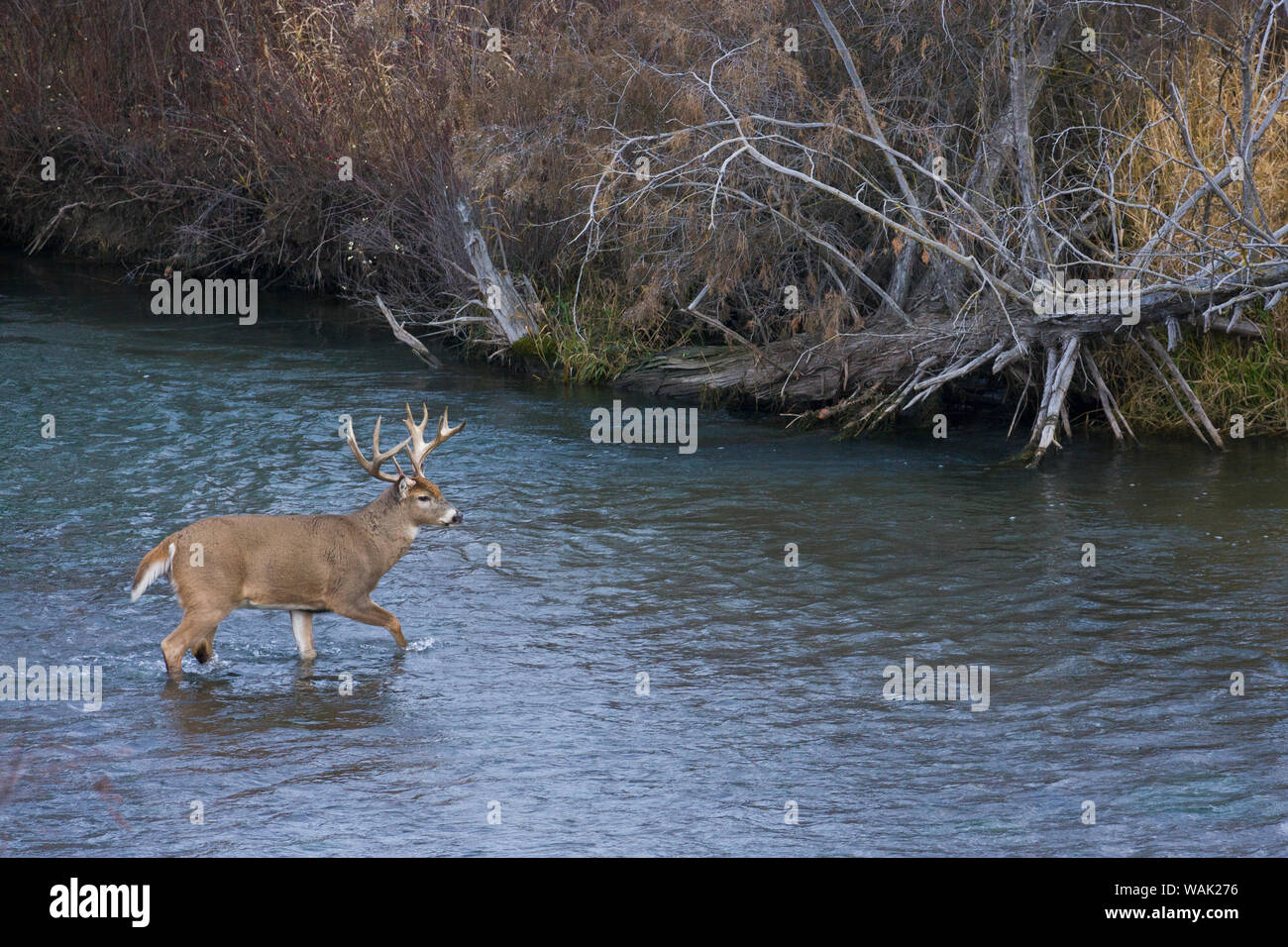 Des cerfs de Virginie buck crossing river Banque D'Images