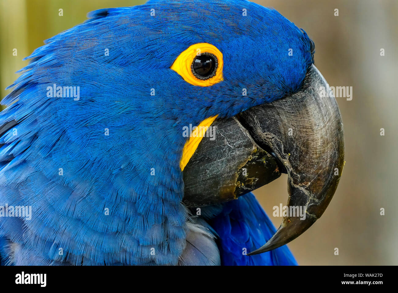 Macaw Jacinthe bleu, Anodorhynchus hyacinthinus. Banque D'Images