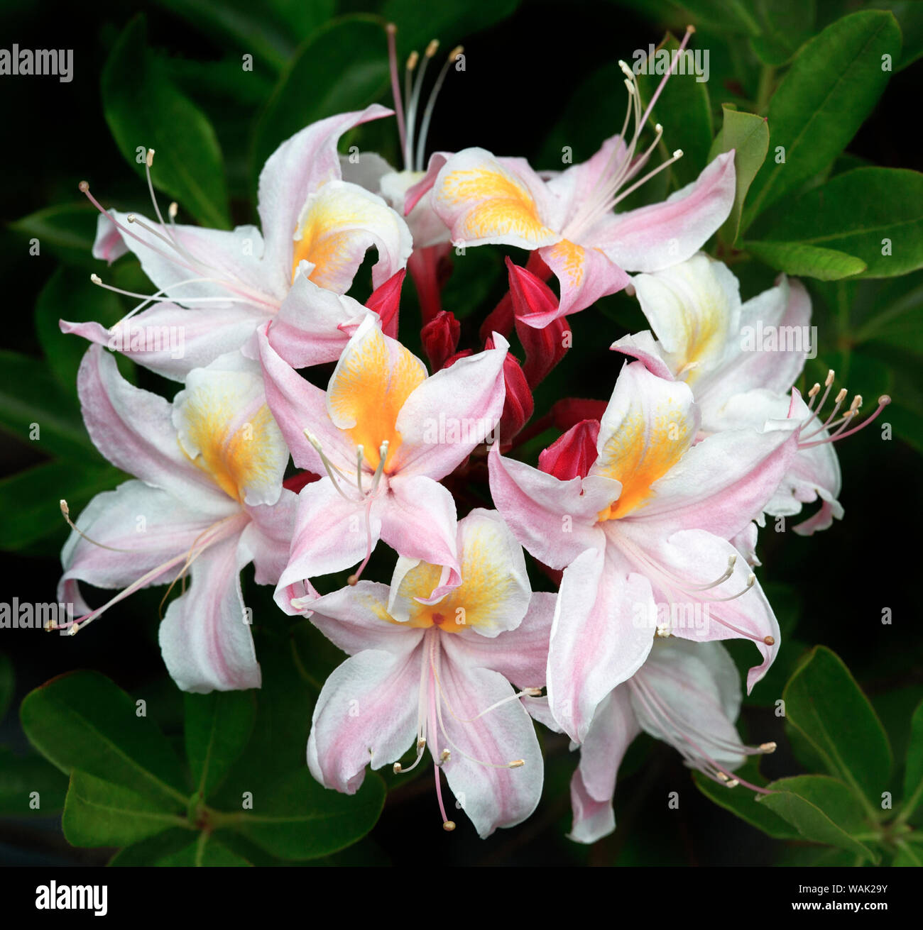USA (Oregon). Azalea fleurs sauvages. En tant que crédit : Jean Carter / Jaynes Gallery / DanitaDelimont.com Banque D'Images