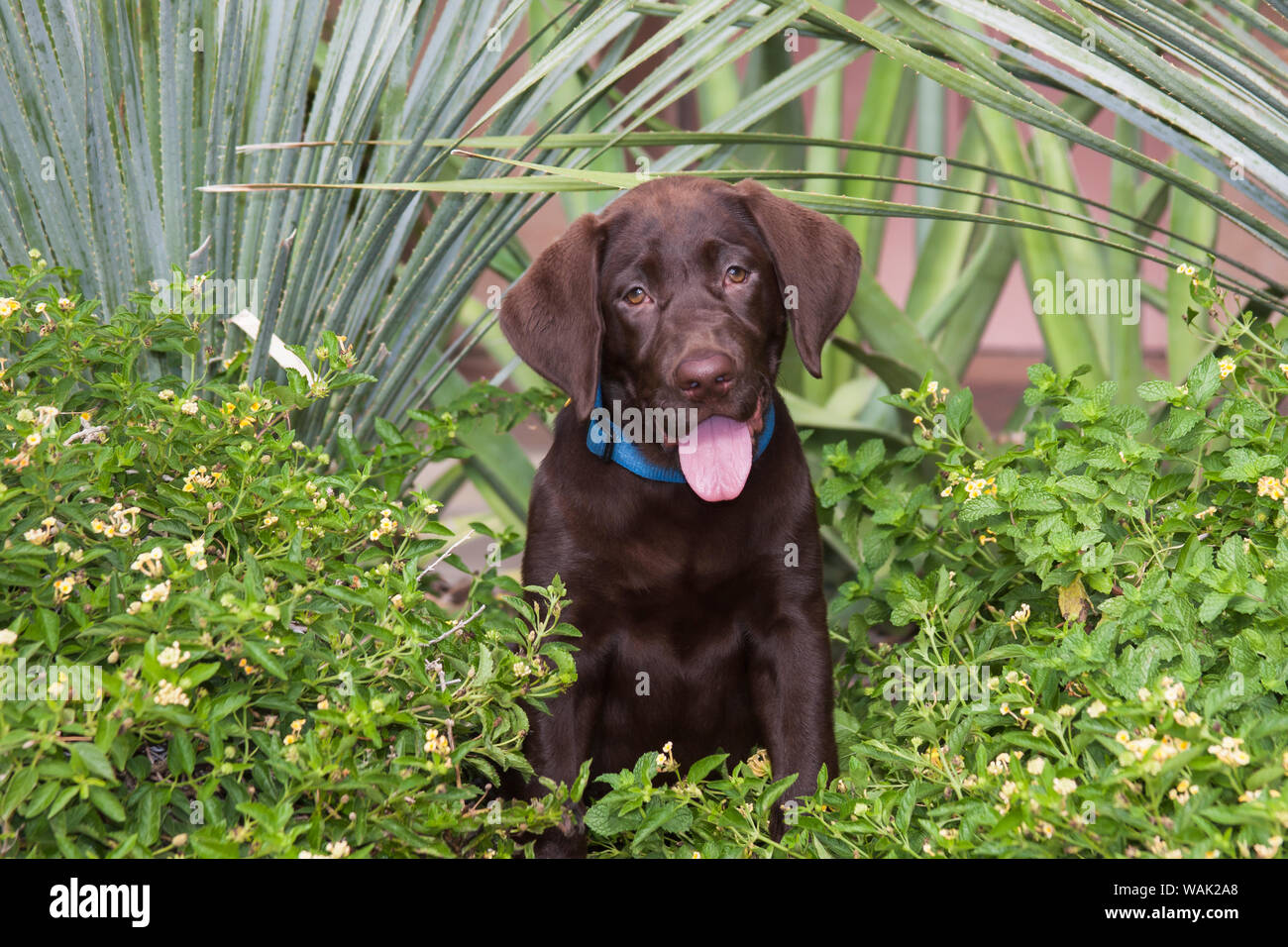 Chiot labrador chocolat dans un jardin (PR) Banque D'Images