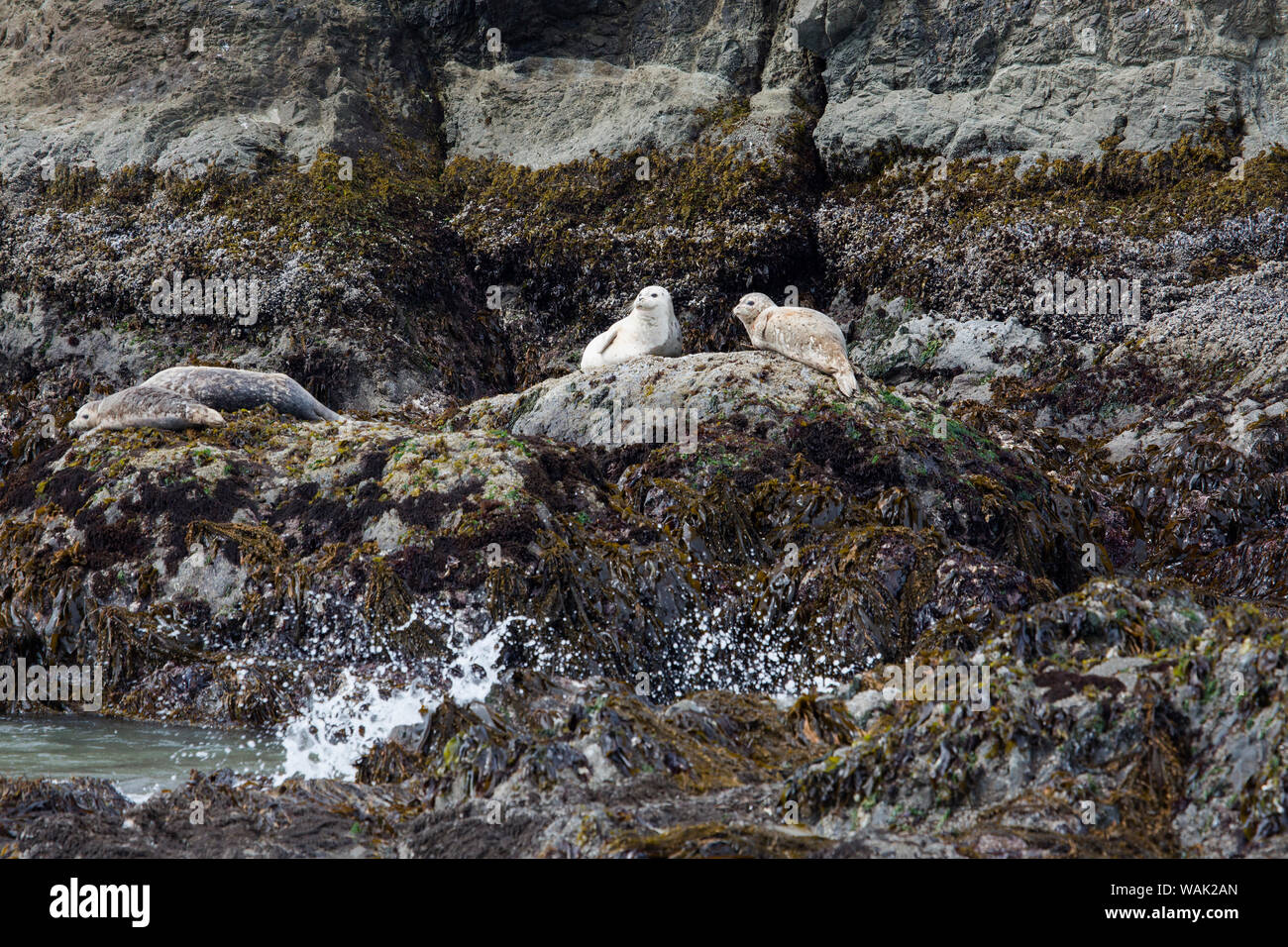 USA, Oregon, Oregon Islands National Wildlife Refuge. Le phoque commun reste sur les rochers. Point Coquille En tant que crédit : Jean Carter / Jaynes Gallery / DanitaDelimont.com Banque D'Images