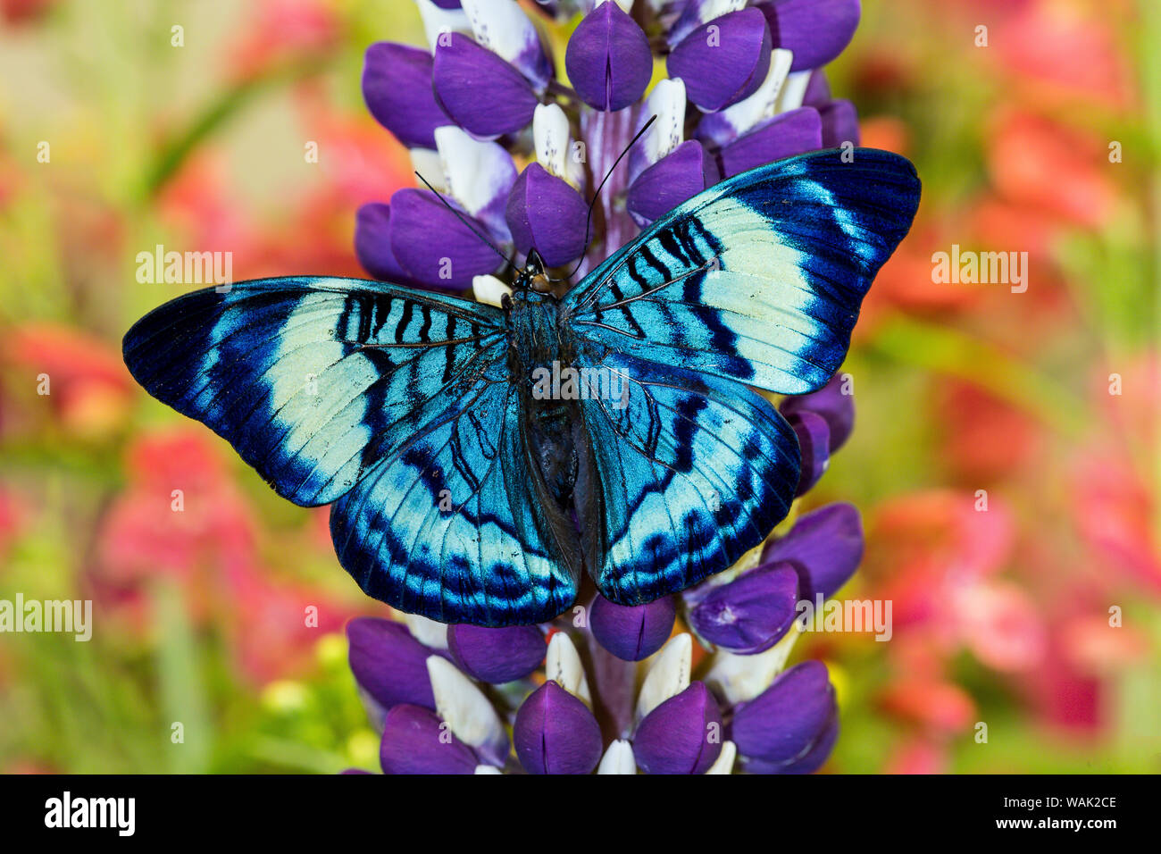 Butterfly, Panacea procilla sur lupin, Bandon, Oregon Banque D'Images
