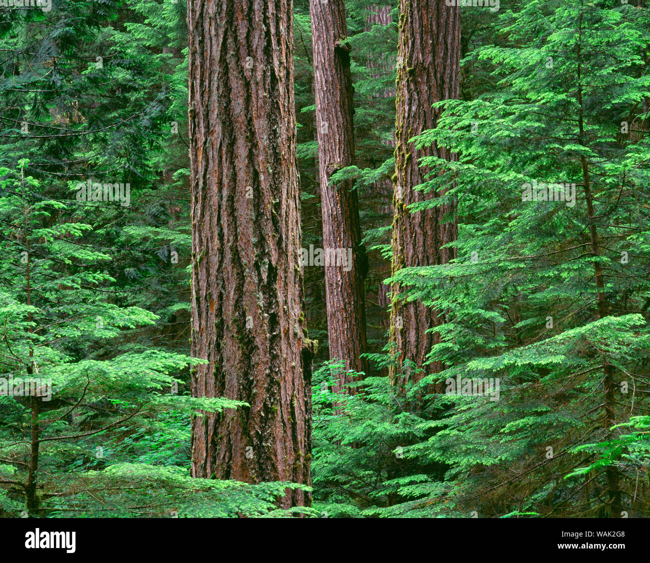 USA, Ohio, forêt nationale de Willamette. Middle Santiam Wilderness, Douglas géants s'élever au-dessus de la pruche de l'arbres dans les forêts anciennes. Banque D'Images