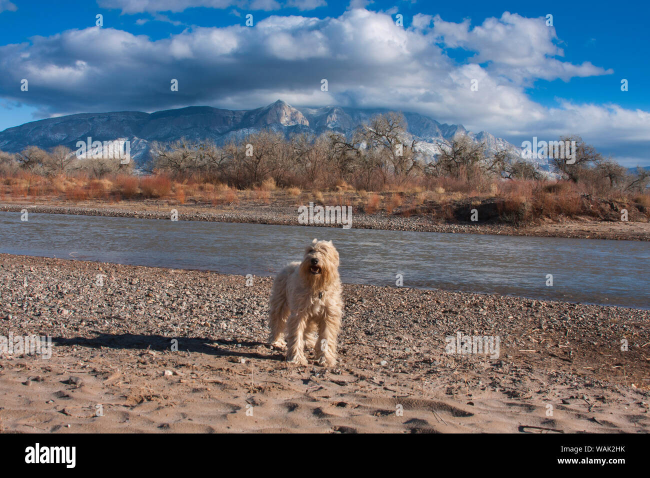 Terrier Wheaton debout près de la rivière Rio Grande (PR) Banque D'Images
