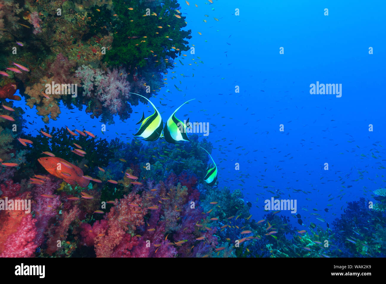 Les récifs coralliens colorés et dynamiques, Viti Levu, Fidji, Pacifique Sud. Banque D'Images