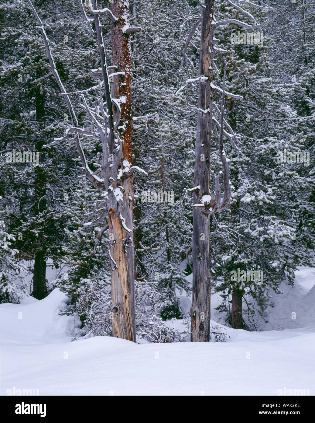 USA, Ohio, Crater Lake National Park. Neige de l'hiver s'accroche à la forêt de conifères. Banque D'Images