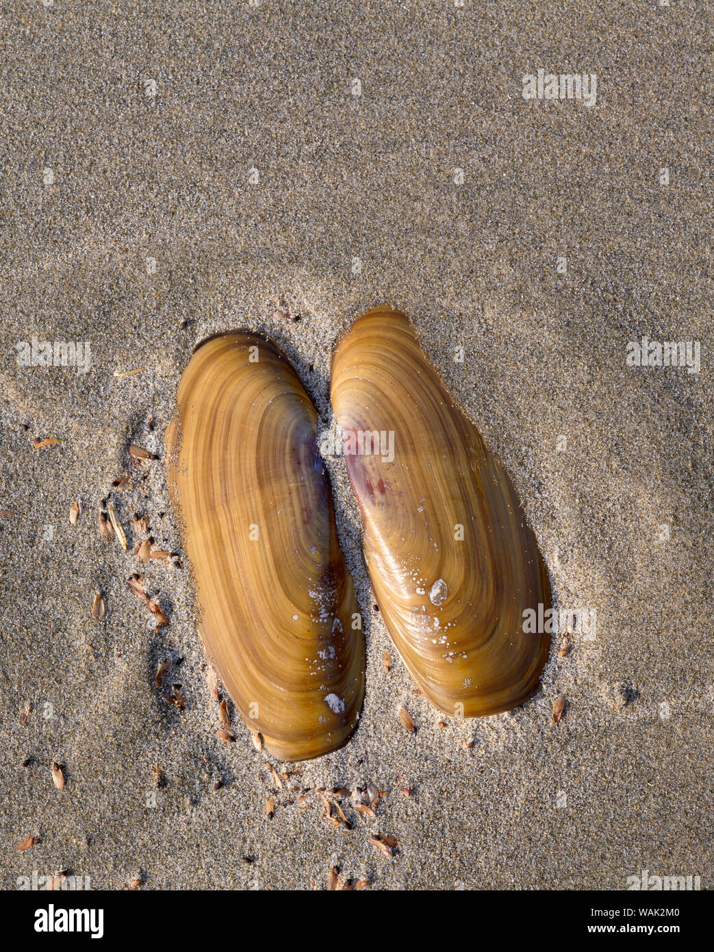 USA, Ohio, Oswald West State Park, Moule shell et le sable de la plage. Banque D'Images