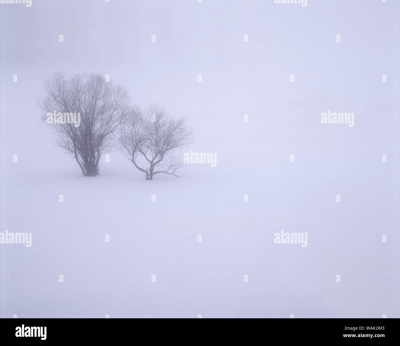 USA, Ohio, Wallowa Lake State Park. Hiver neige et brouillard entre les petits arbres. Banque D'Images