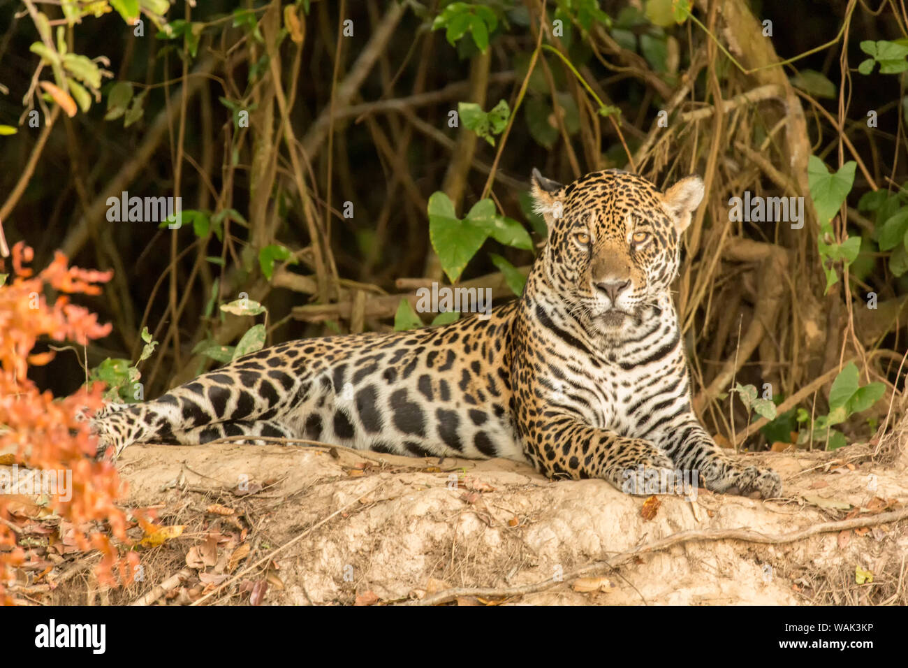 Pantanal, Mato Grosso, Brésil. Jaguar reposant sur une berge. Banque D'Images