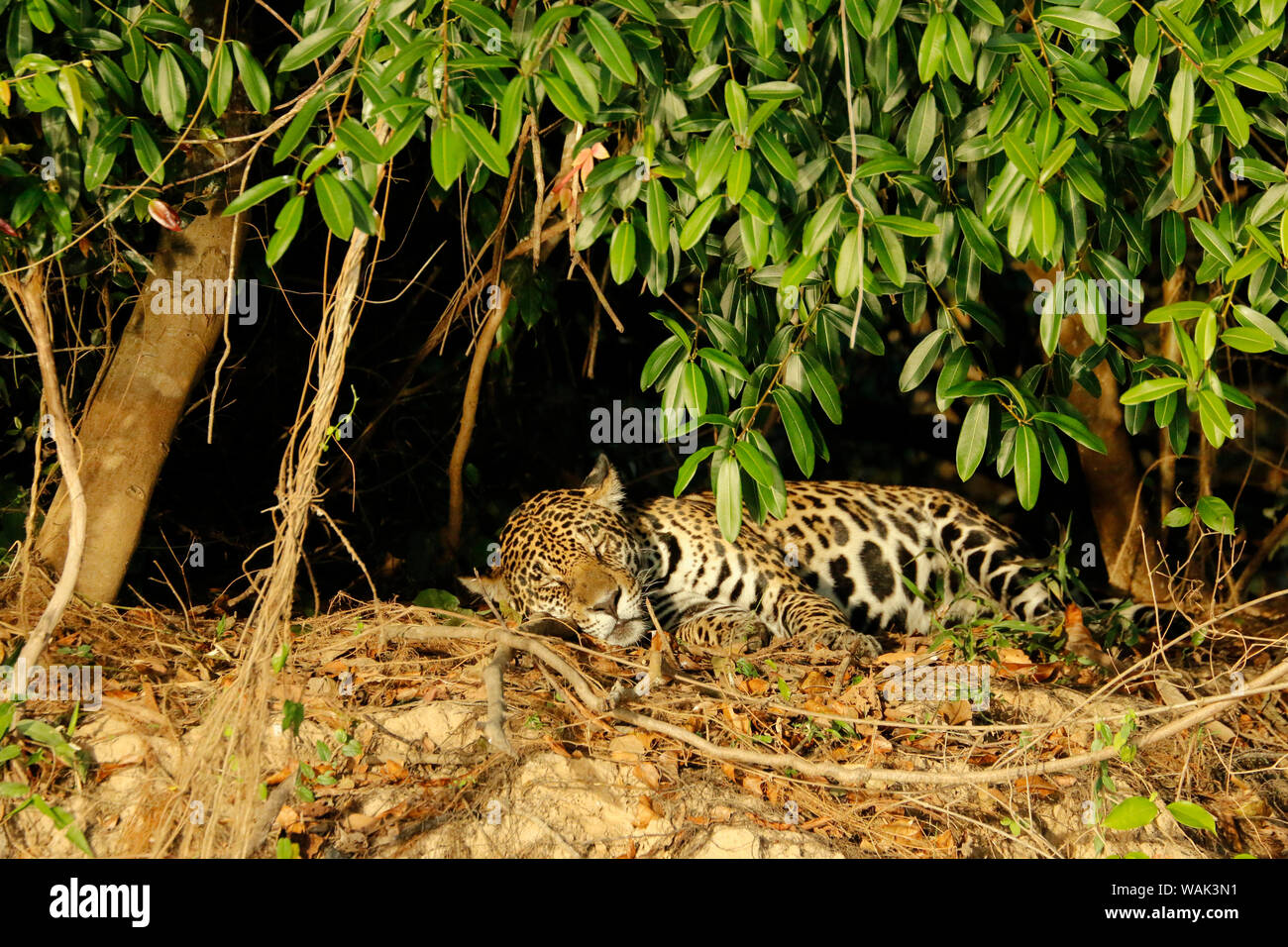 Pantanal, Mato Grosso, Brésil. Forêt et lune vu tôt le matin, Jaguar reposant sur un fleuve au milieu de journée. Banque D'Images