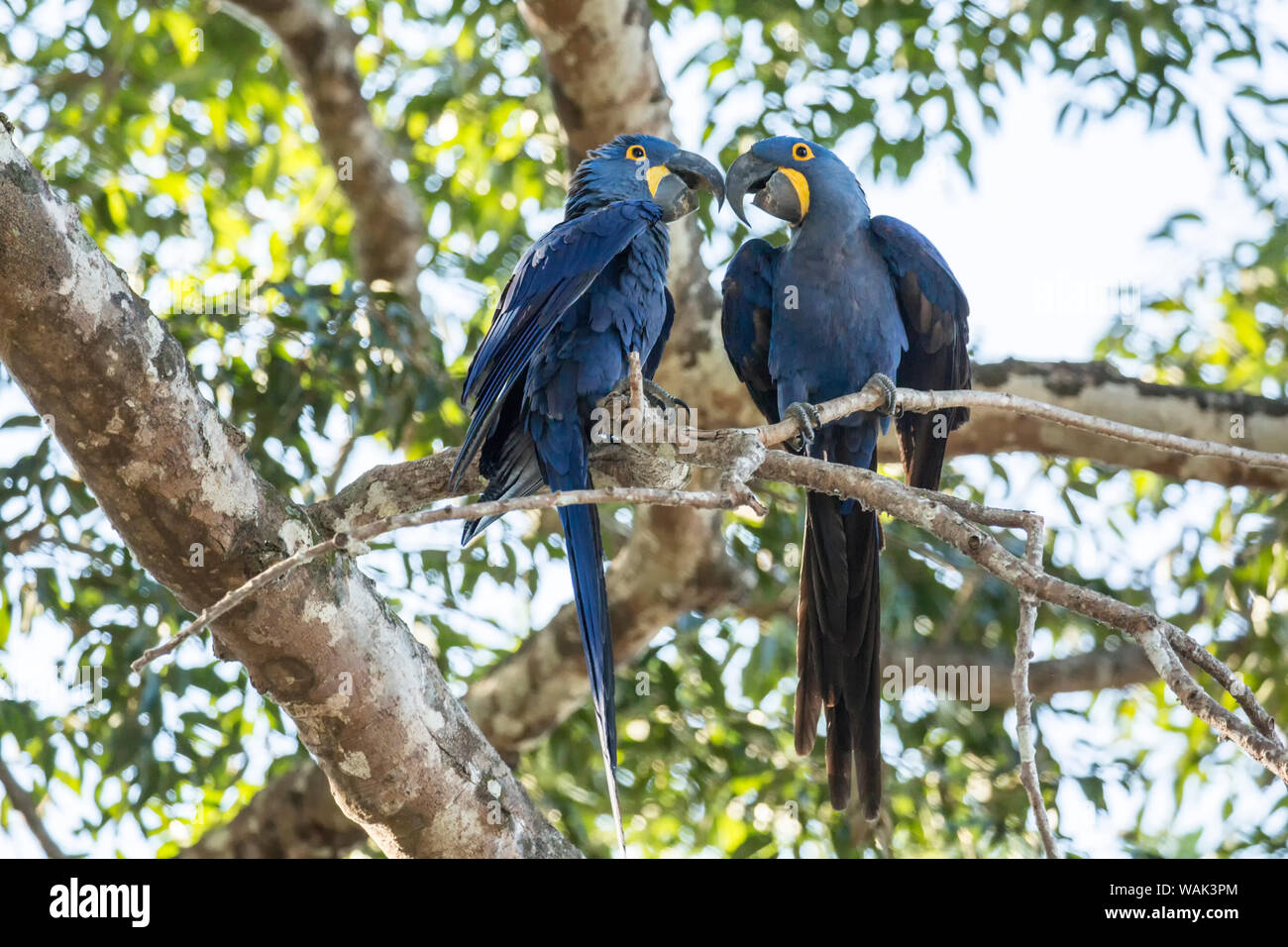 Pantanal, Mato Grosso, Brésil. Paire accouplée de hyacinth macaws montrer de l'affection qu'ils se percher dans un arbre. Banque D'Images