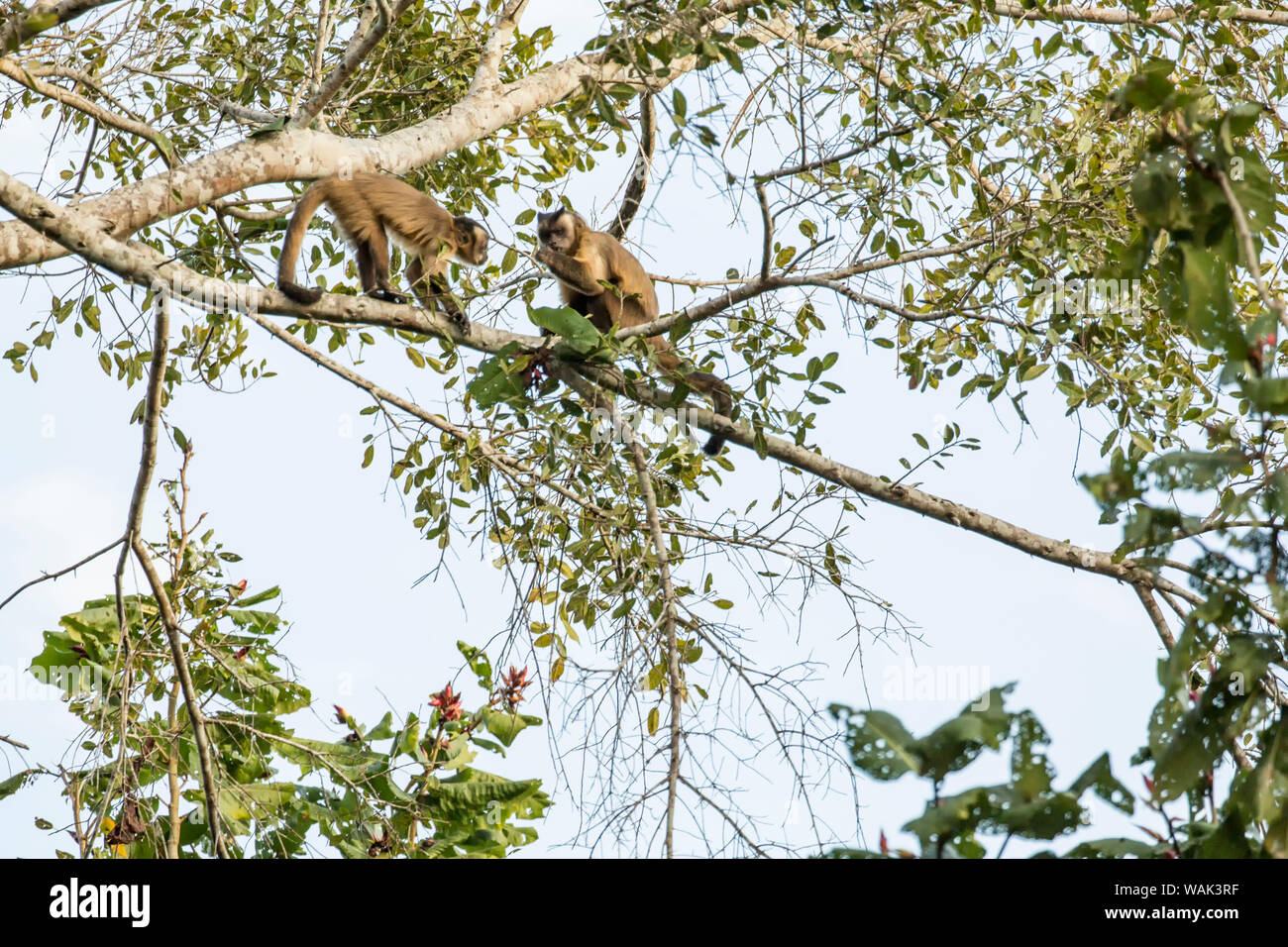 Pantanal, Mato Grosso, Brésil. Deux singes capucins noire assis haut dans un arbre manger les feuilles. Banque D'Images