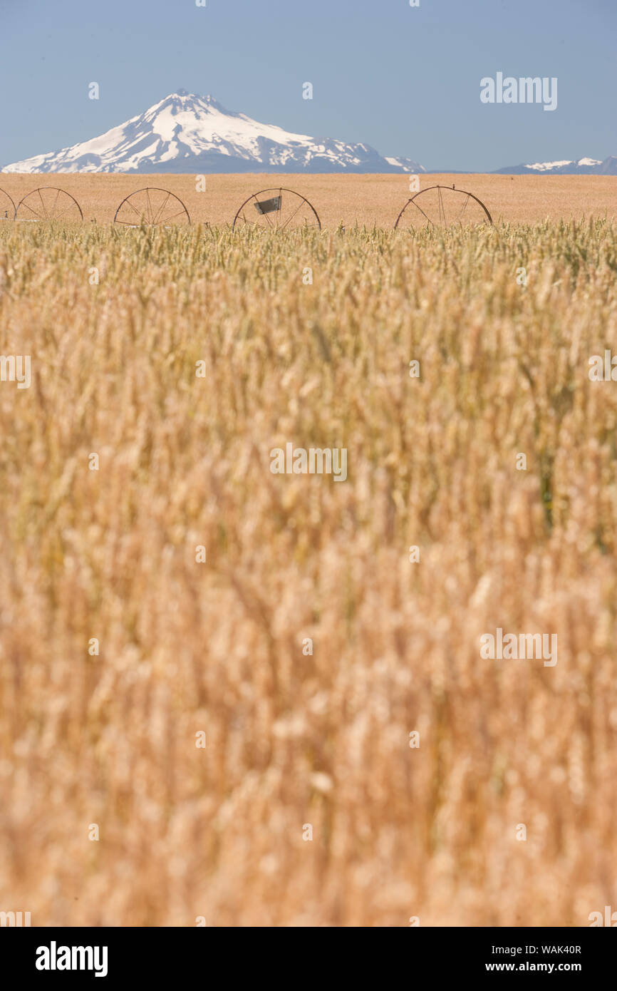 Wheatfield près de temps de récolte en été, Mt. Jefferson dans l'arrière-plan, près de Redmond, dans l'Est de l'Oregon, USA Banque D'Images