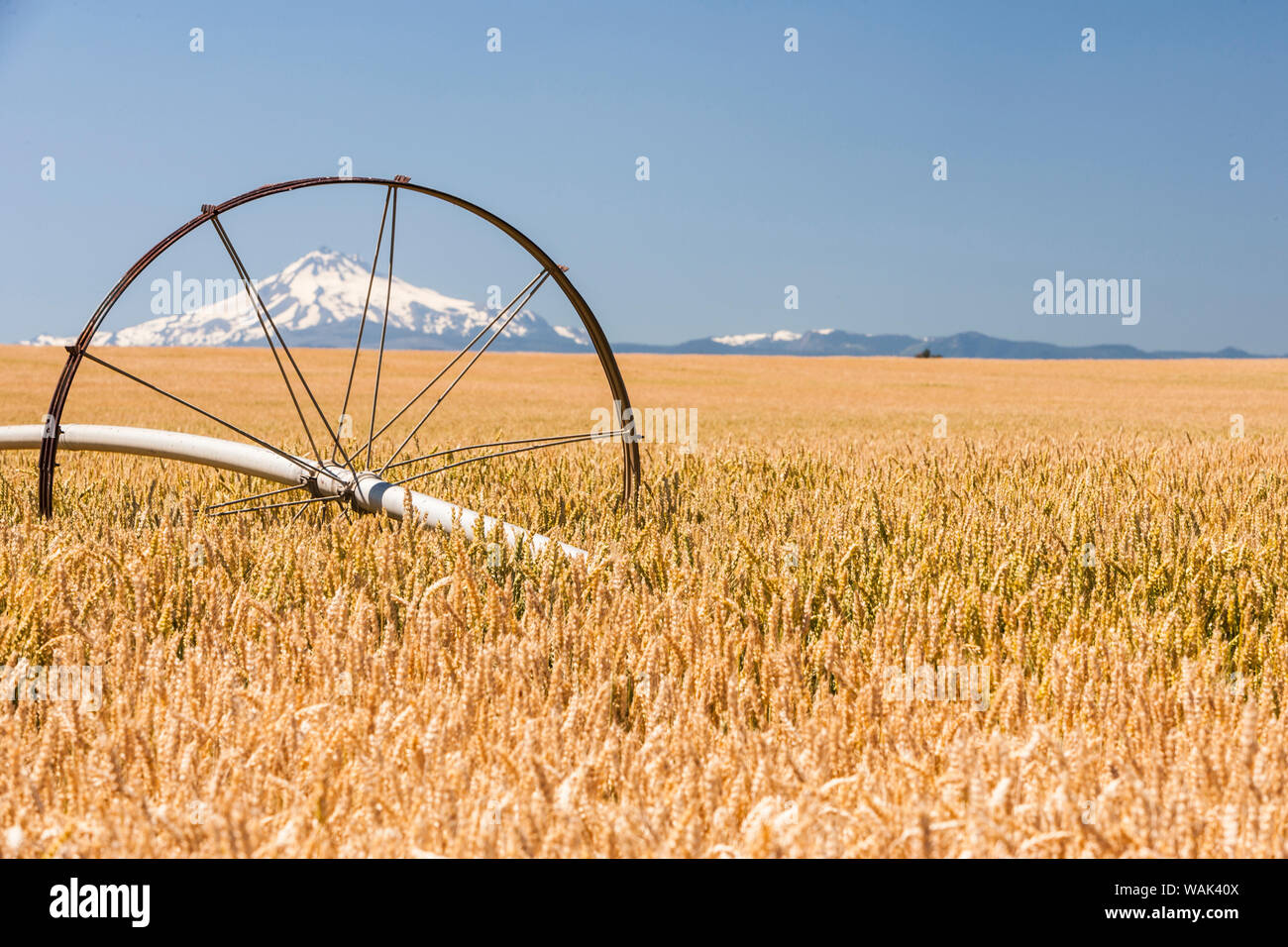 Wheatfield près de temps de récolte en été, Mt. Jefferson dans l'arrière-plan, près de Redmond, dans l'Est de l'Oregon, USA Banque D'Images