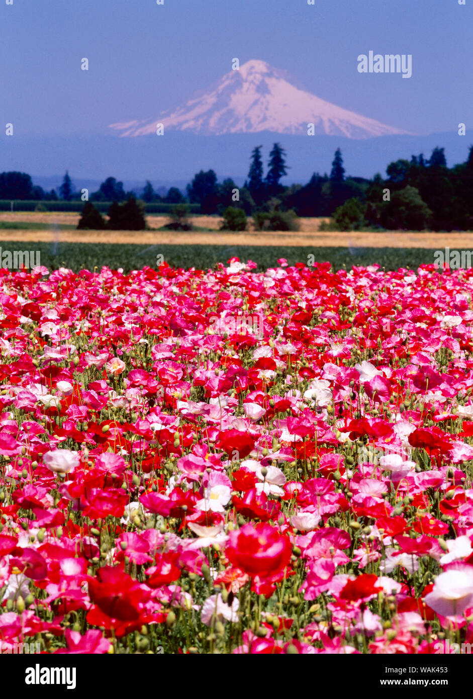 Champ de coquelicots, Willamette, Mt. Hood, Oregon Valley Banque D'Images