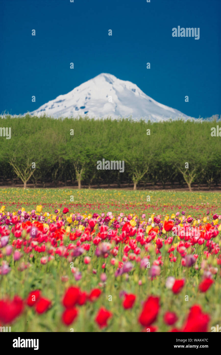 Mt. Le capot et les champs de tulipes, Willamette Valley, Oregon Banque D'Images