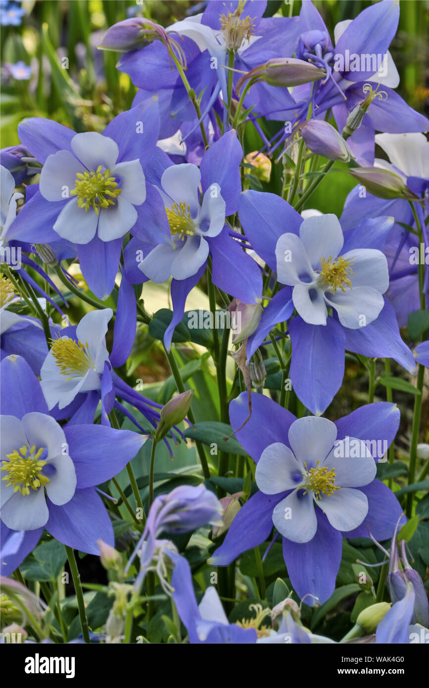 Blooming ancolie, Longwood Gardens, Florida Banque D'Images