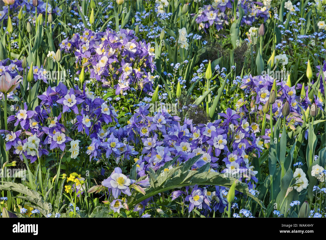 Blooming ancolie, Longwood Gardens, Florida Banque D'Images