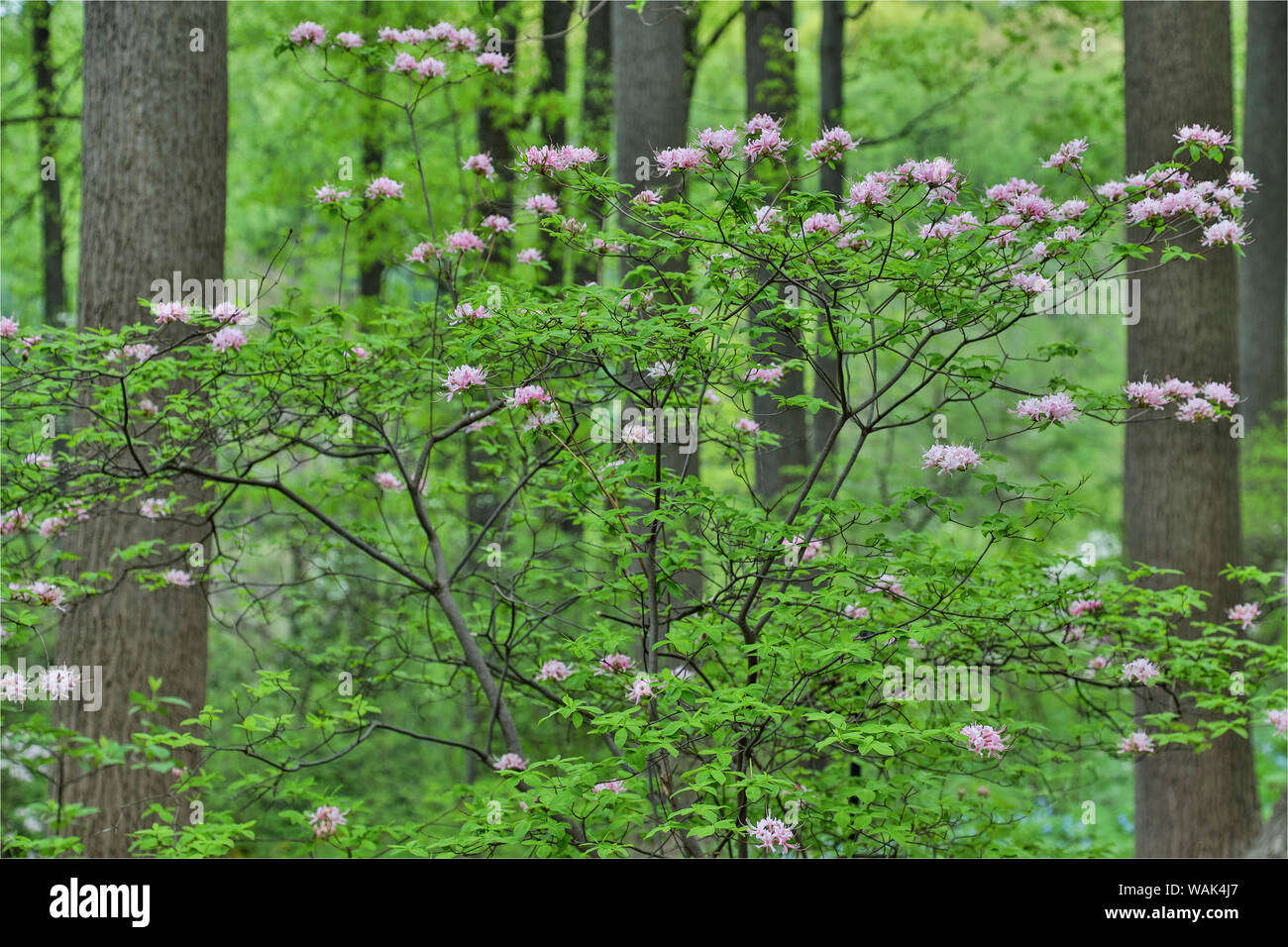 Les azalées en fleur, Jenkins Arboretum et jardin, Devon, en Pennsylvanie. Banque D'Images