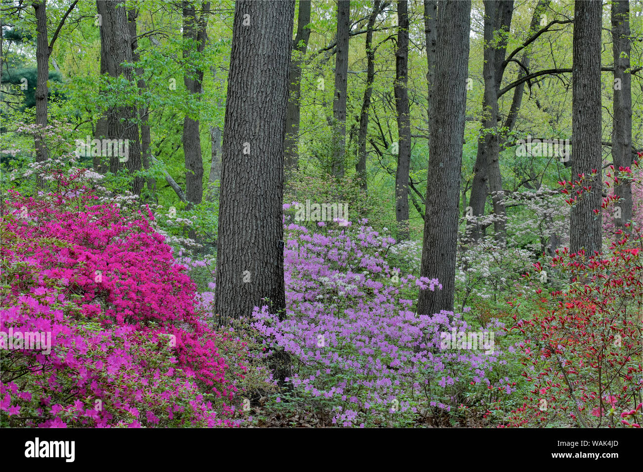 Les azalées en fleur, Jenkins Arboretum et jardin, Devon, en Pennsylvanie. Banque D'Images