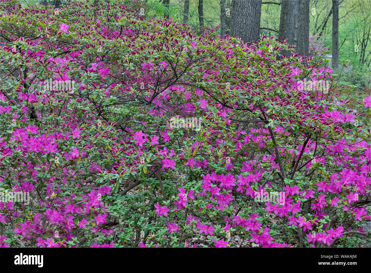 Les azalées en fleur, Jenkins Arboretum et jardin, Devon, en Pennsylvanie. Banque D'Images