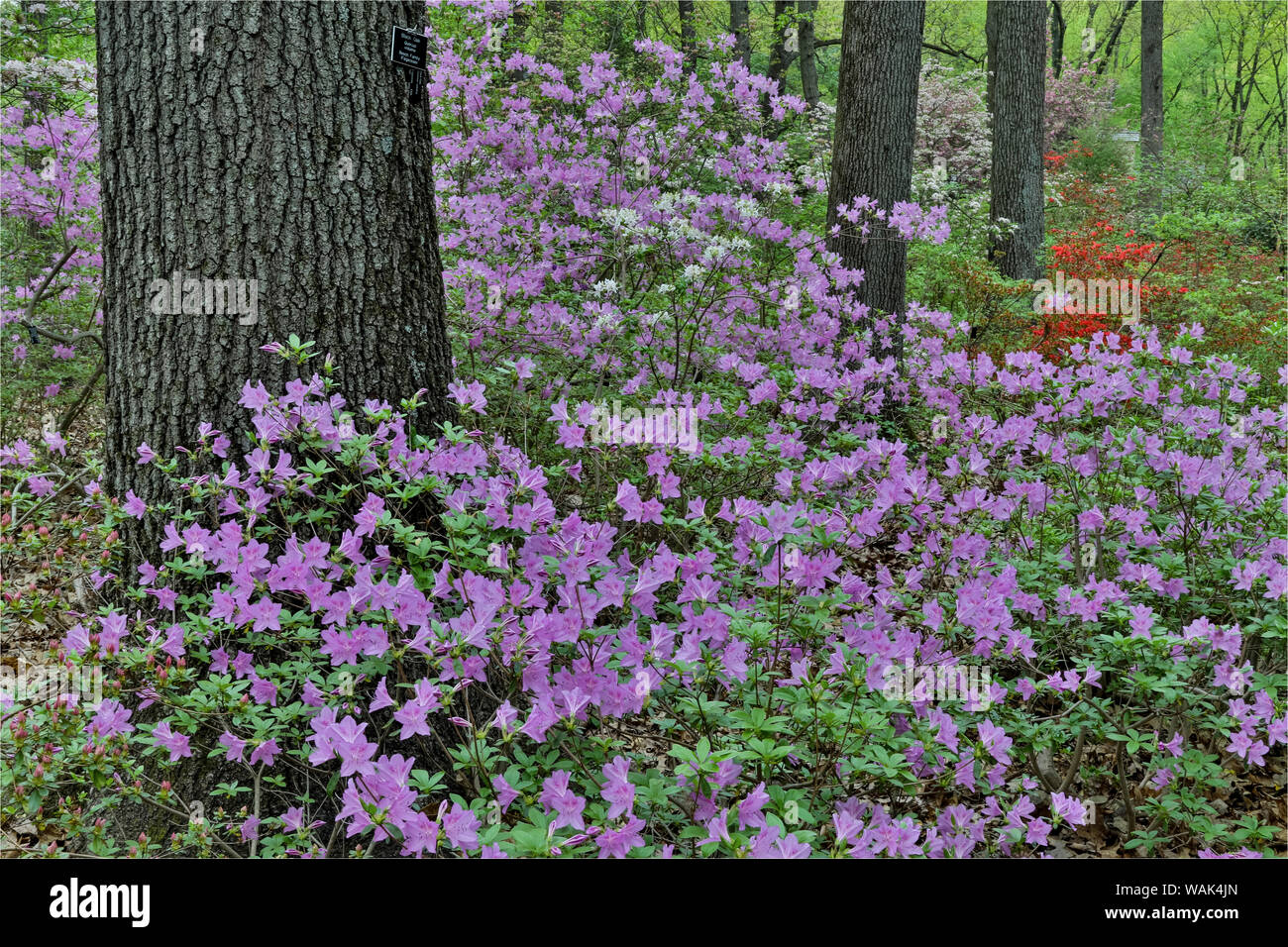 Les azalées en fleur, Jenkins Arboretum et jardin, Devon, en Pennsylvanie. Banque D'Images